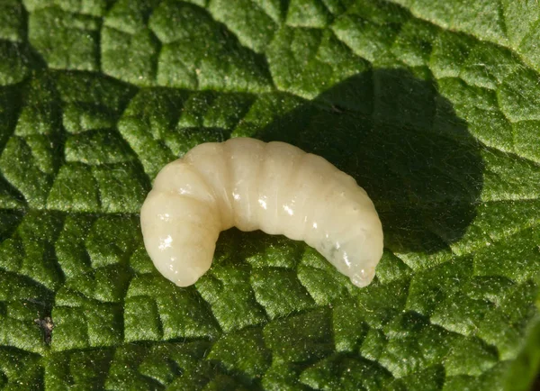 Larva včely královniny — Stock fotografie