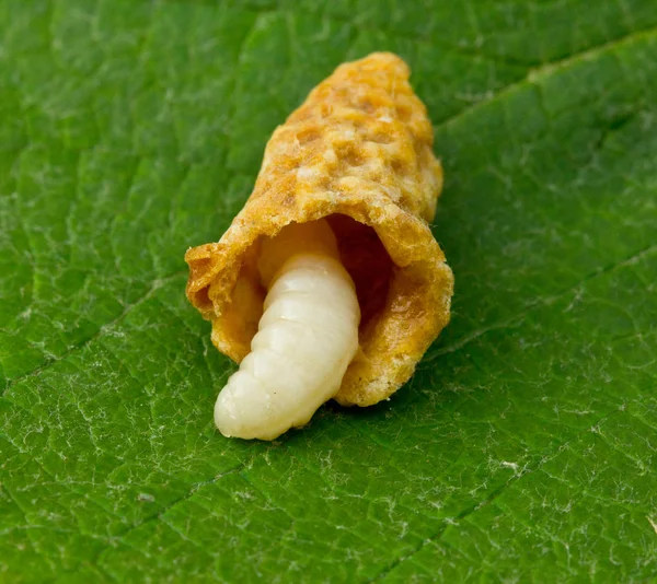 Larva of the bee queen and cocoon. — Stock Photo, Image