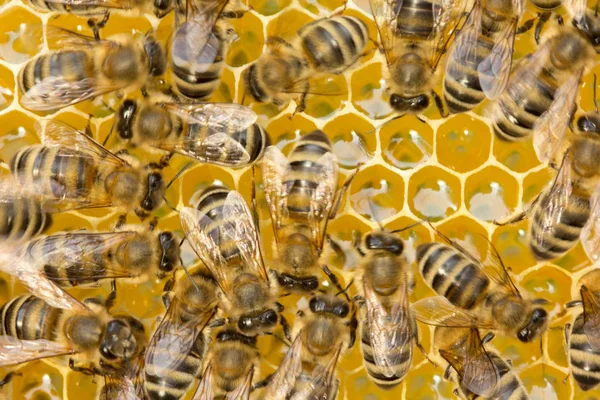 Pszczoły wewnątrz ula — Zdjęcie stockowe