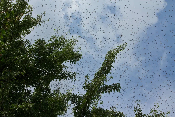 Swarming bees. Formation of a new colony bees. — Stock Photo, Image