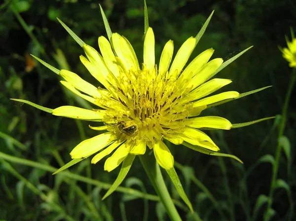 Planta medicinal Tragopogon y Abeja — Foto de Stock