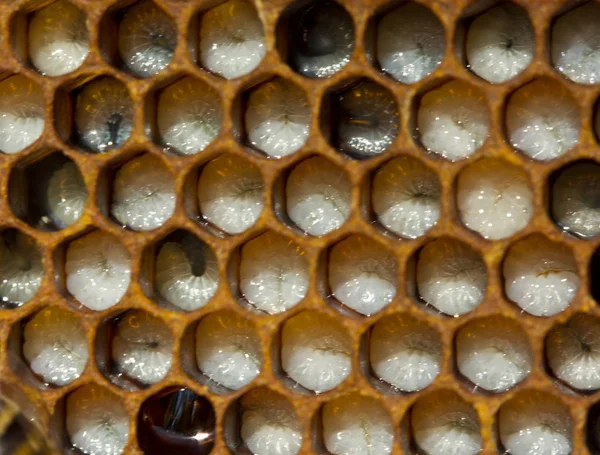 Larvas de abelhas — Fotografia de Stock