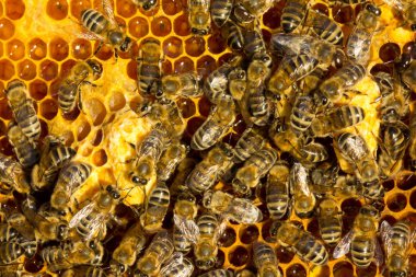Arıların gelecekteki kraliçelerinin larvaları ile balmumu kozalar.