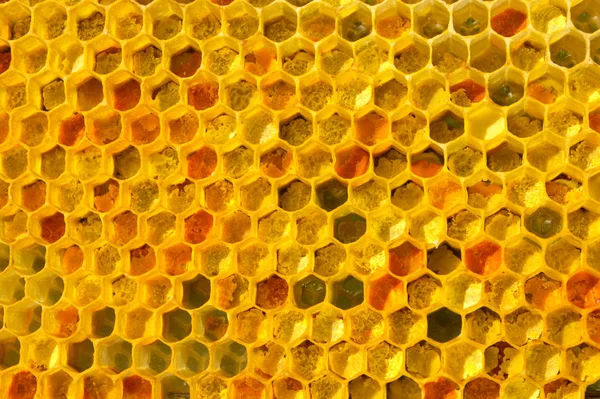 Pollen bin placeras i celler — Stockfoto