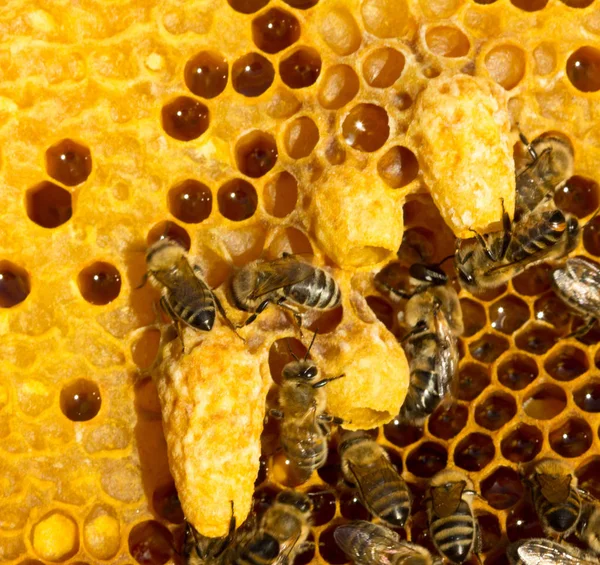 Capullos de cera con larvas de futuras reinas de abejas — Foto de Stock