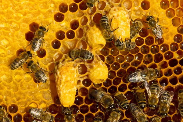 Воскові кокони з личинками майбутніх королев бджіл — стокове фото