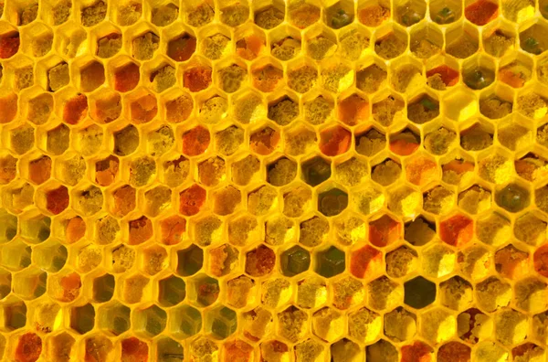 Abelhas de pólen trazidas colocadas nas células — Fotografia de Stock