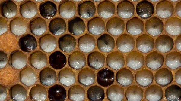 Личинки бджіл — стокове фото