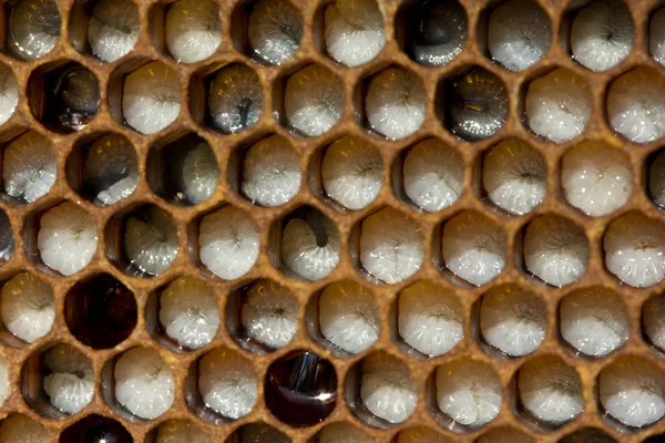Личинки бджіл — стокове фото