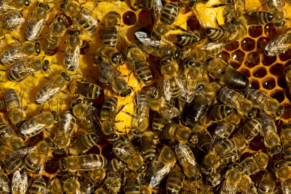 Бджоли доглядають за коконом і личинками майбутньої королеви бджіл . — стокове фото