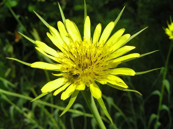 Heilpflanze Tragopogon und Biene — Stockfoto
