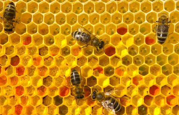 Пчелы с цветочной пыльцой — стоковое фото