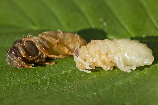 Larvas de reinas de abejas de diferentes edades —  Fotos de Stock