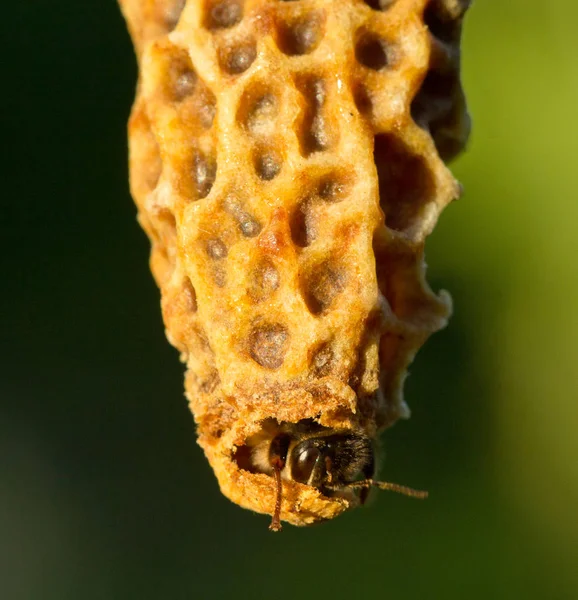 Reine abeille ouvre le cocon pour en sortir — Photo