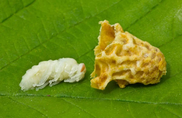 Larven van bijen van verschillende leeftijden — Stockfoto