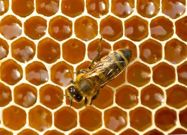 One bee on honeycombs — Stock Photo, Image