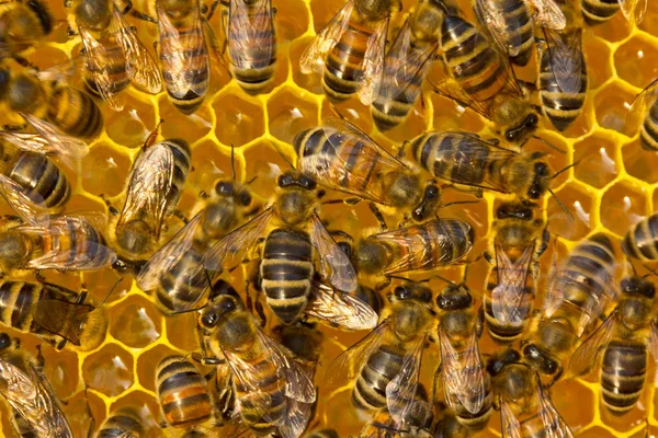 Las abejas dentro de la colmena. Trabajo de abejas jóvenes dentro de la colmena . — Foto de Stock
