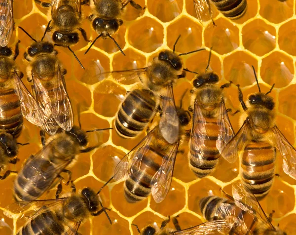 Fiatal méhek munkája a méhkas belsejében — Stock Fotó