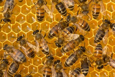 Arılar Petek Bal işine dönüştürmek için nektarı almak