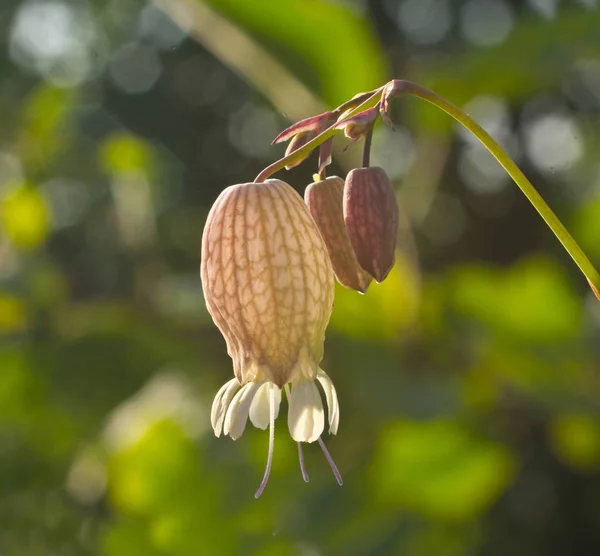 Silene vulgaris, o escamas . — Foto de Stock