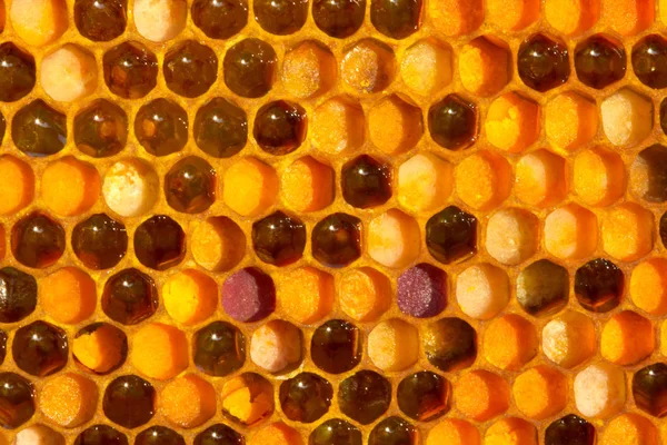 Pollen multicolore en peigne — Photo