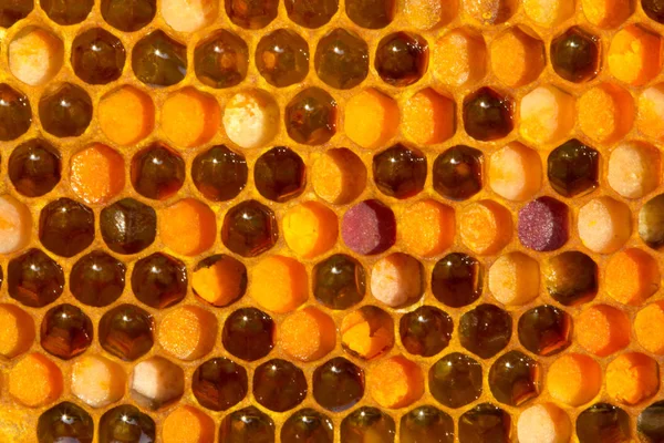 Abelhas de pólen colocadas em células — Fotografia de Stock