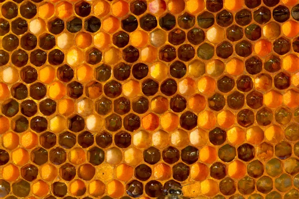 Vícebarevný pyl v hřebeni — Stock fotografie