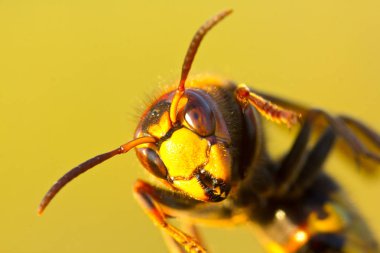 Hornet büyük eşek arısı