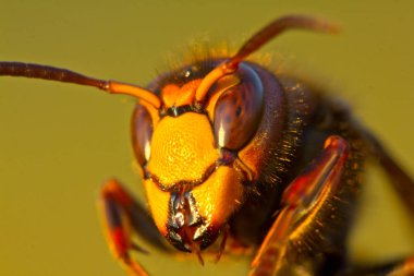 Hornet büyük eşek arısı. Arıların düşmanı.