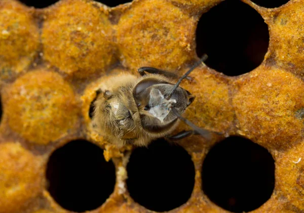 ハニカムでミツバチを出る — ストック写真