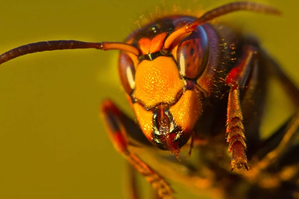 Böcek yaşamı. Hornet büyük eşek arısı. Arıların düşmanı — Stok fotoğraf