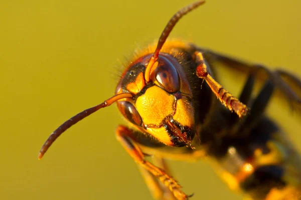 Hornet é uma grande vespa . — Fotografia de Stock