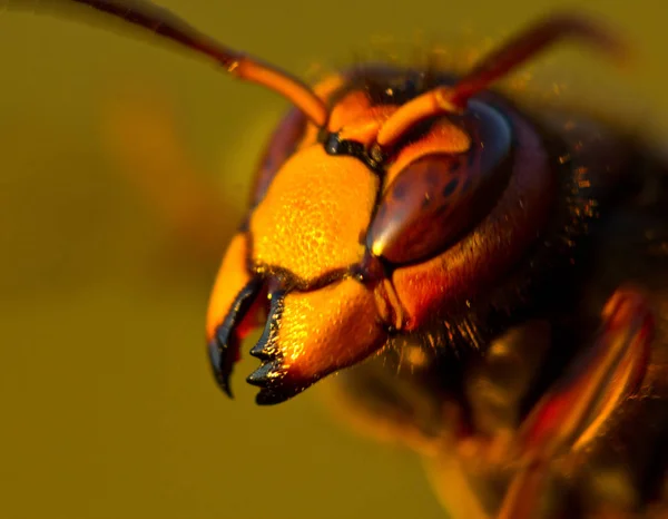Il calabrone è grande vespa . — Foto Stock