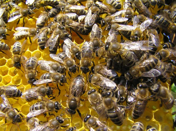 La abeja reina siempre está rodeada de abejas trabajadoras. — Foto de Stock