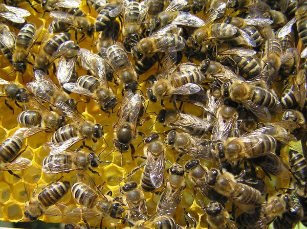 Королева Пчела откладывает яйца в сотах — стоковое фото