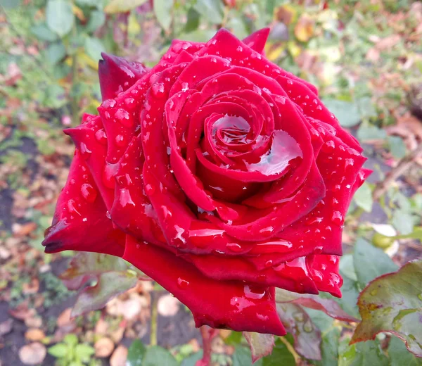 Tau auf einer Rosenblume. — Stockfoto
