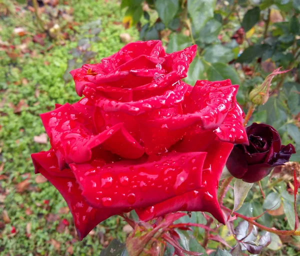 Rosenblüte mit Tautropfen auf den Blütenblättern. — Stockfoto