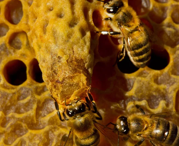 Bees opened cocoon queen bee — Stock Photo, Image