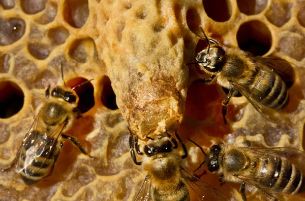 Bees opened cocoon queen bee — Stockfoto