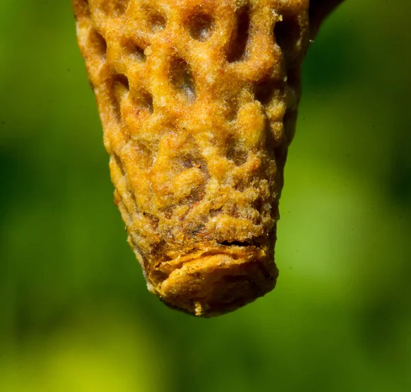 Balmumu koza ile müstakbel kraliçe arı larvası — Stok fotoğraf