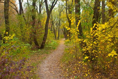 Sonbahar parka yerleşti. Sıcak tonlar avantajı ile tam spektrum harika bir his yaratır.. 