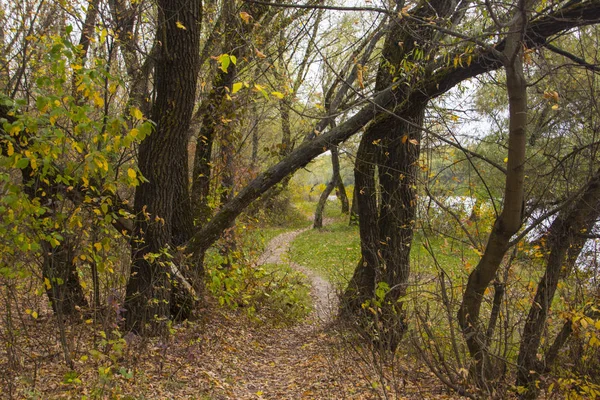 Pfote Eines Waldmonsters Der Untere Teil Des Wald Zurückgelassenen Baumes — Stockfoto