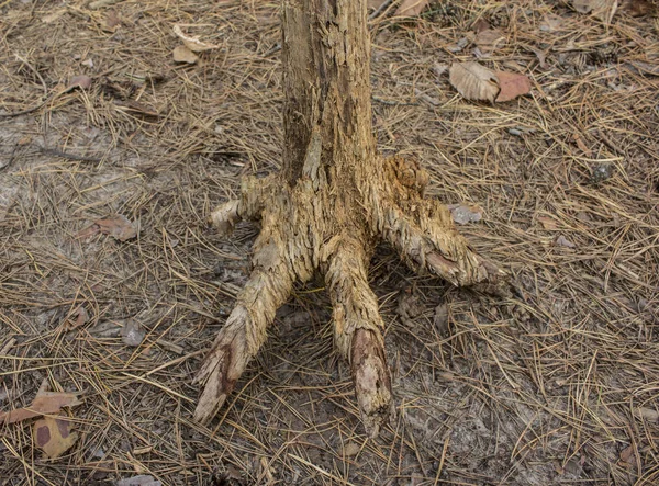 Tass Ett Skogsmonster Den Nedre Delen Trädet Kvar Skogen Liknar — Stockfoto