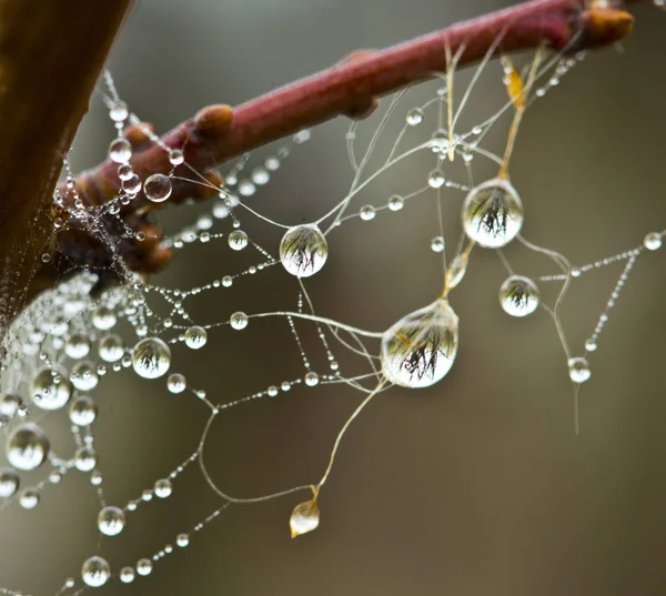 Gouttes de rosée sur les branches et les toiles d'arbuste — Photo