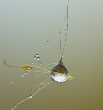 Örümcek ağlarındaki çiy damlaları