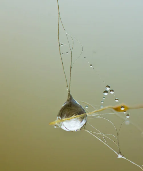 Dauwdruppels op spinnenwebben — Stockfoto