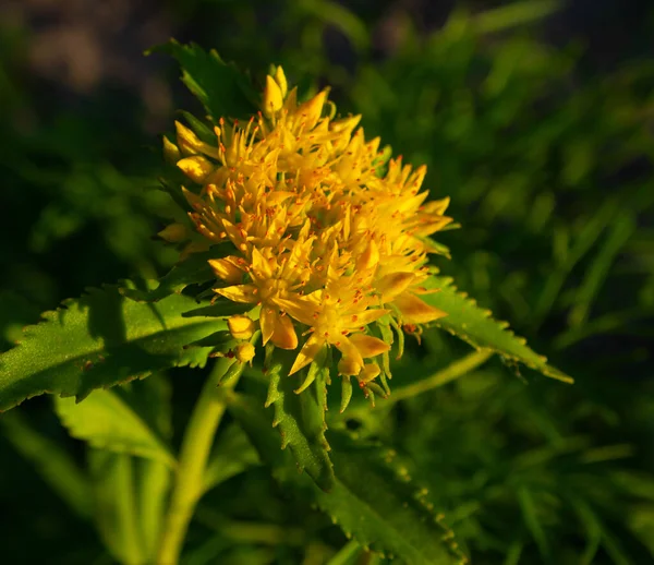 Léčivá Rostlina Golden Root Flowe — Stock fotografie