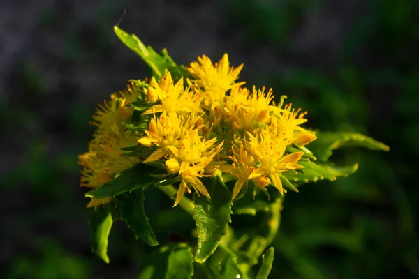 Planta Medicinal Raíz Dorada — Foto de Stock