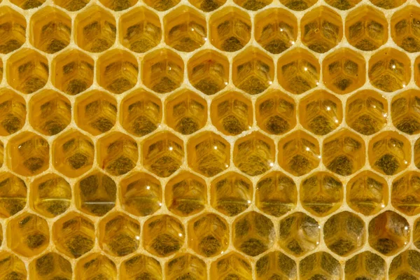 蜜蜂的花蜜倒进了新的梳子里 变成了蜂蜜 — 图库照片