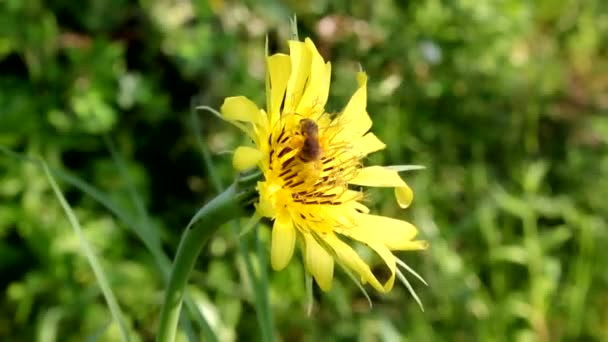 Det Vilda Biet Samlar Pollen Från Skägget Salsify Det Vilda — Stockvideo